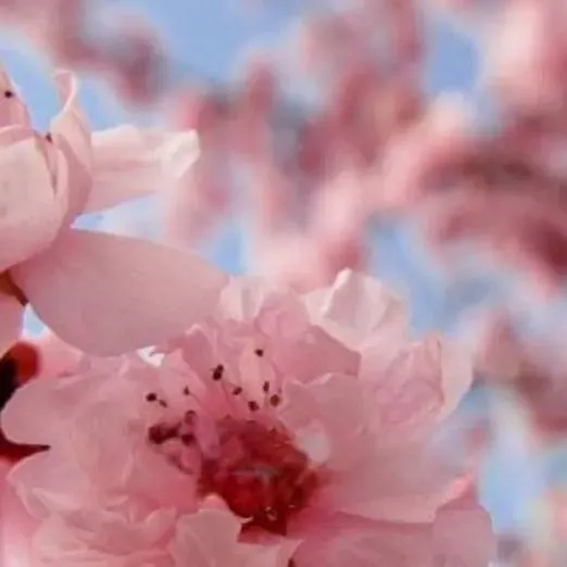 chat with ai character: Jirou x Momo