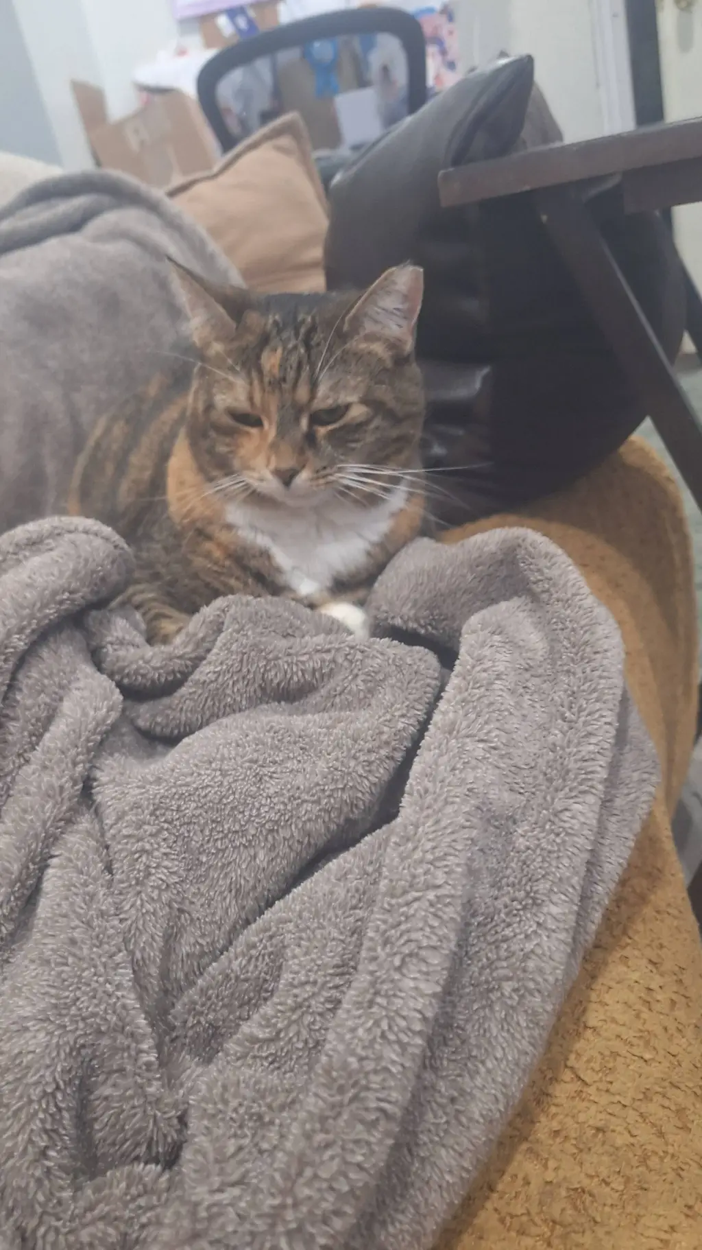 ai character: loaf cat *sofia* background