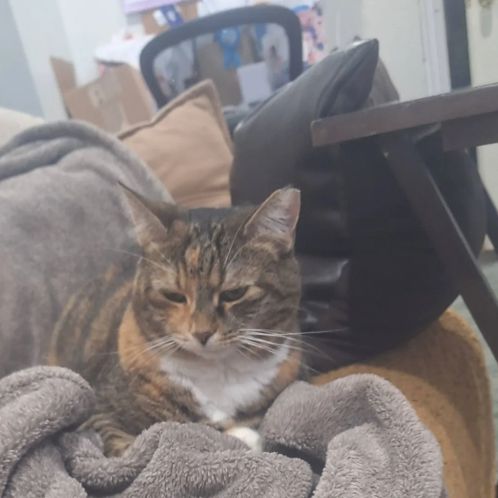 chat with ai character: loaf cat *sofia*