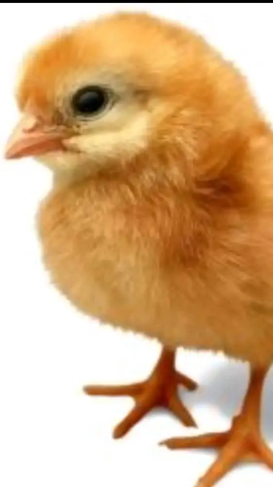 ai character: un pollito background