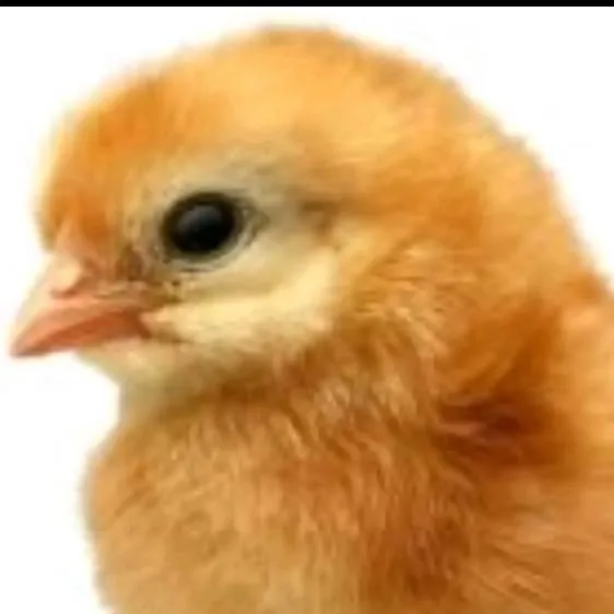 chat with ai character: un pollito