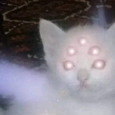 chat with ai character: Gatito o un oc