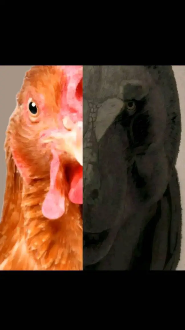 ai character: pollo/t-rex  background