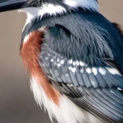 chat with ai character: Belted Kingfisher