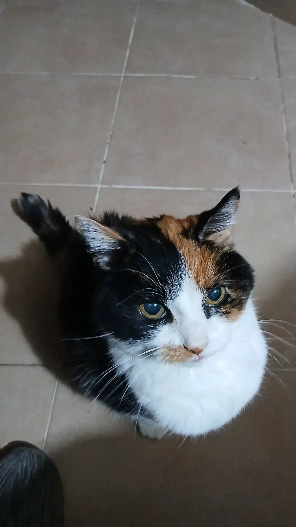 ai character: mojajoja? no pelus background