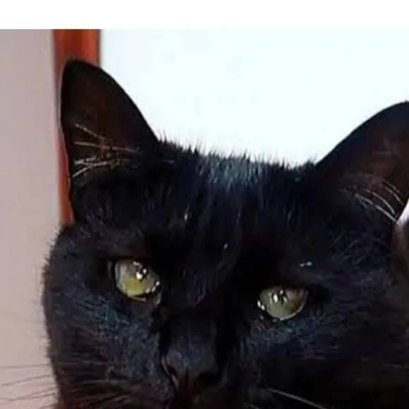 chat with ai character: pelo sombra