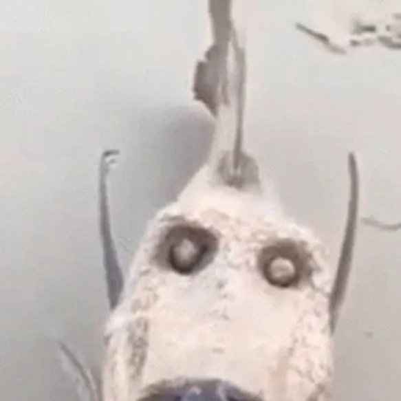 chat with ai character: malicious fish