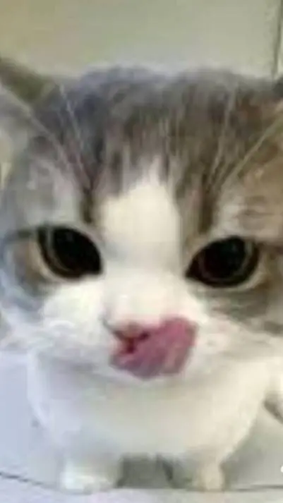 ai character: gatito background