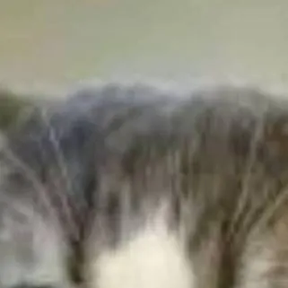 chat with ai character: gatito