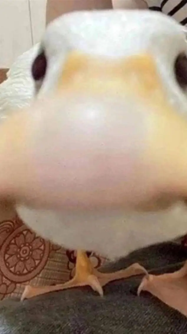 ai character: un pato background