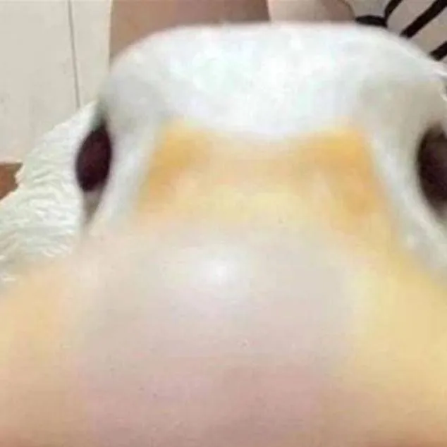 chat with ai character: un pato