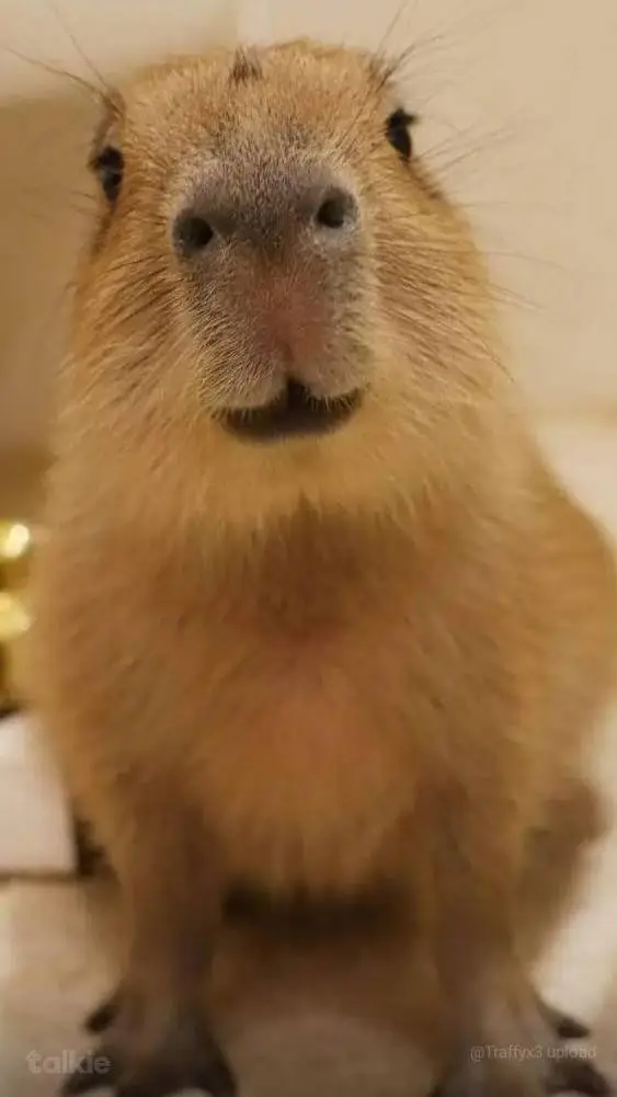 ai character: Capybara background