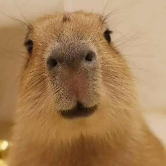 chat with ai character: Capybara