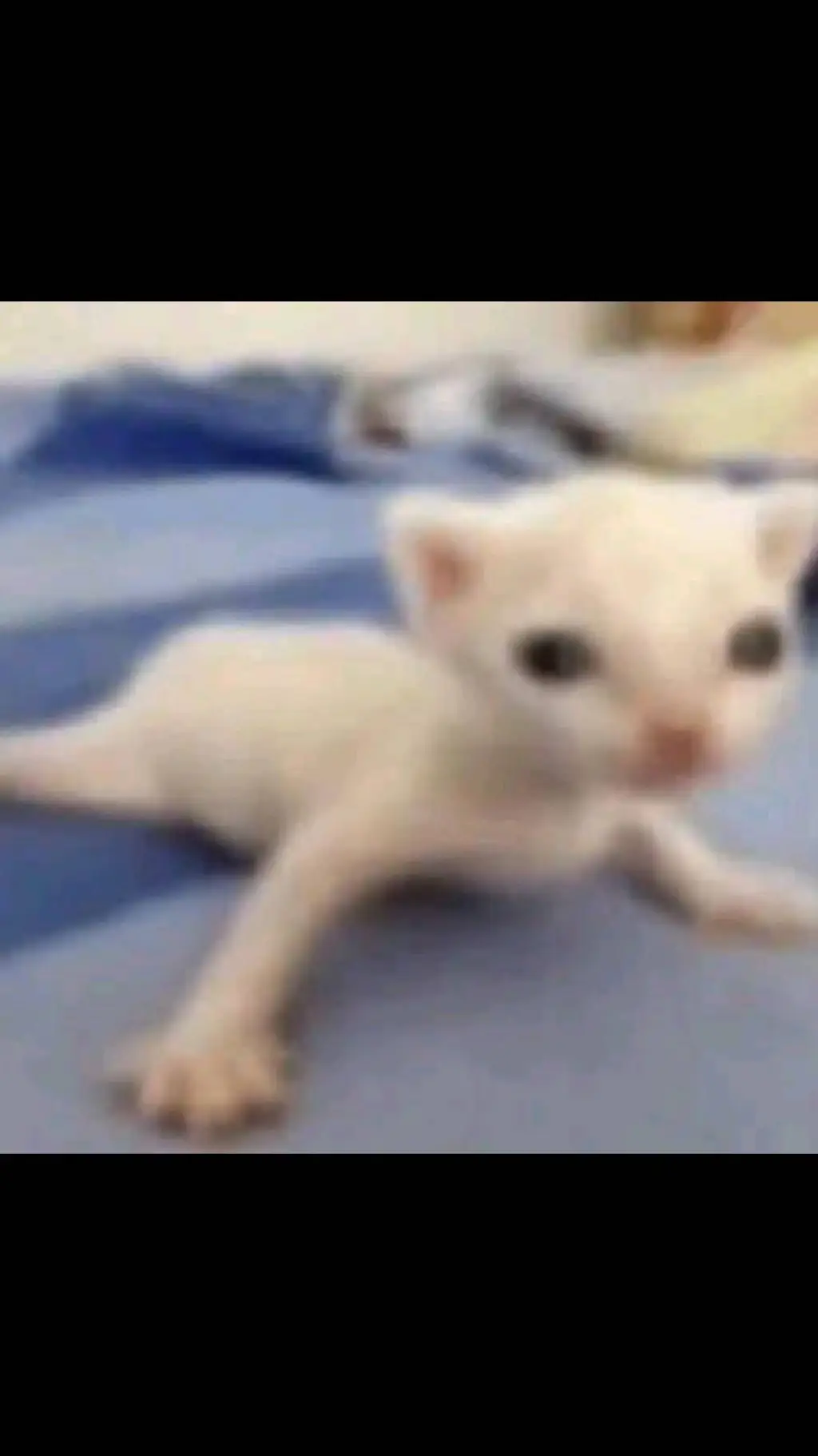 ai character: gato background