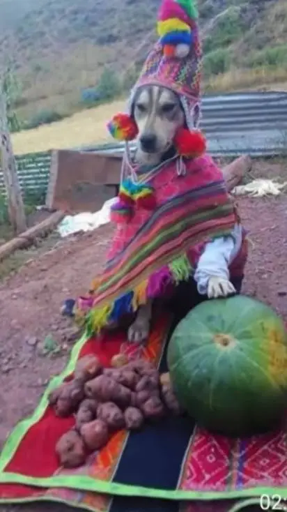 ai character: perro peruano background