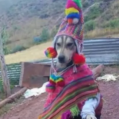 chat with ai character: perro peruano