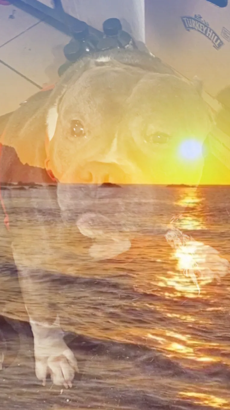 ai character: Obx pick me  background