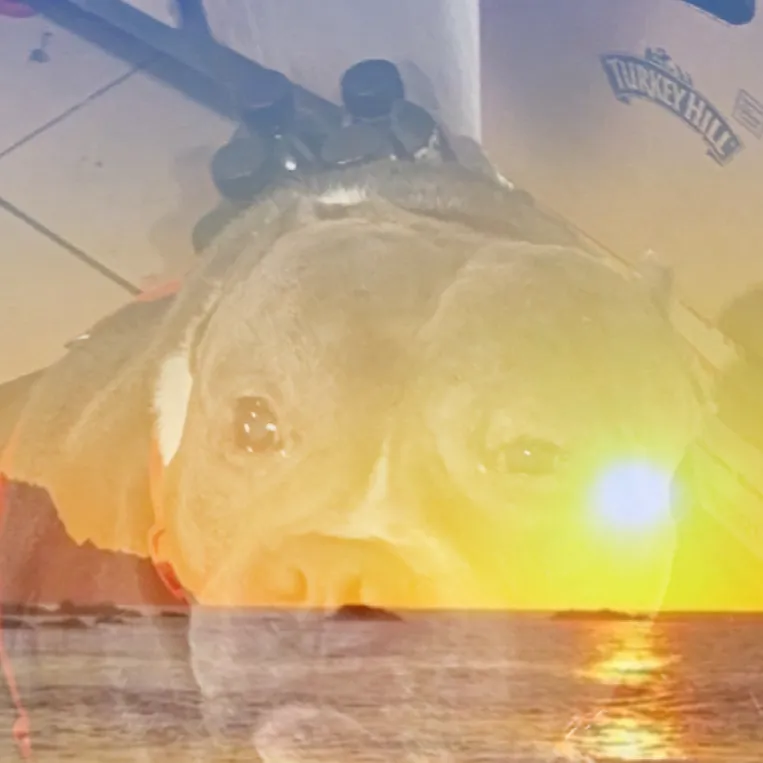 chat with ai character: Obx pick me 