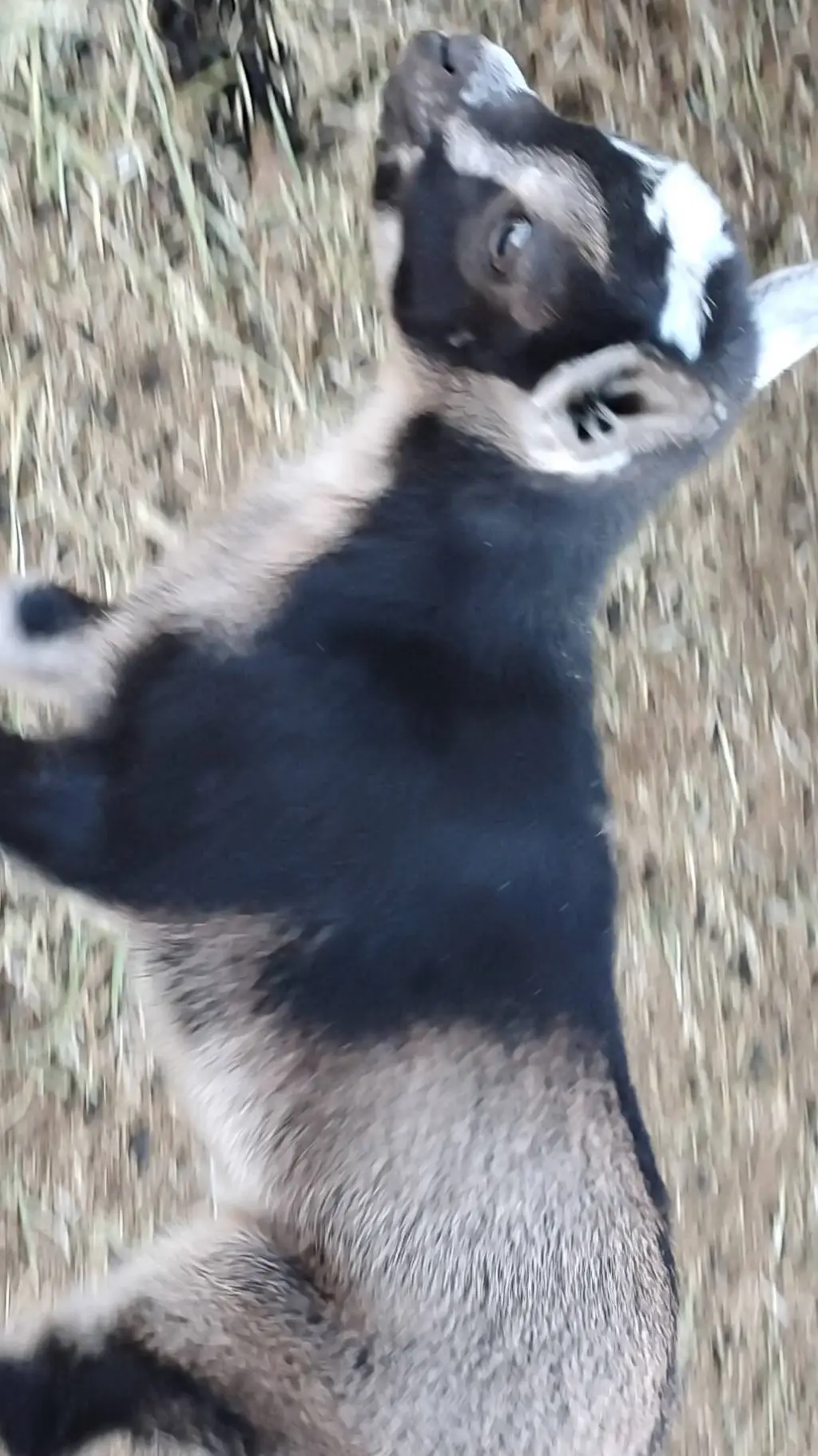 ai character: baby goat hershy background