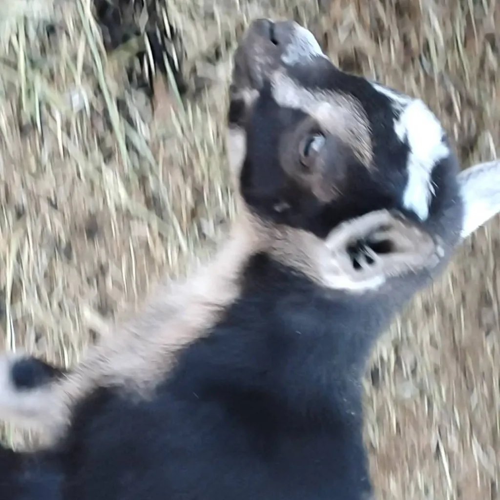 chat with ai character: baby goat hershy