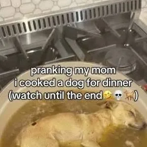 chat with ai character: Cooked dog prank