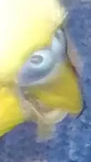 ai character: Ёшка background