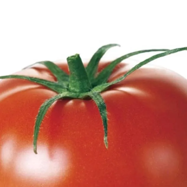 chat with ai character: tomate 
