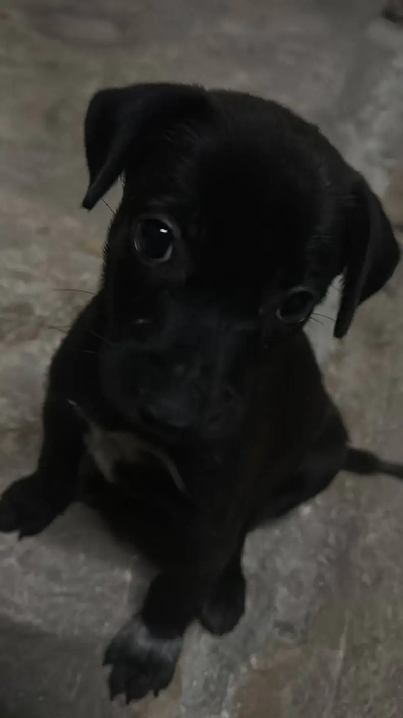 ai character: perro normal background