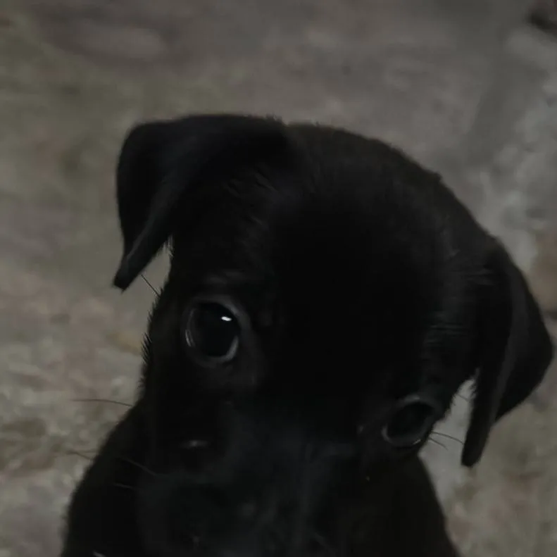 chat with ai character: perro normal