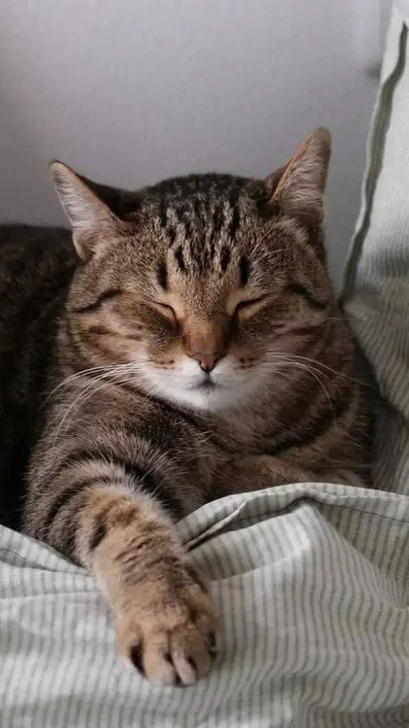 Talkie AI - Chat with fpe pickme