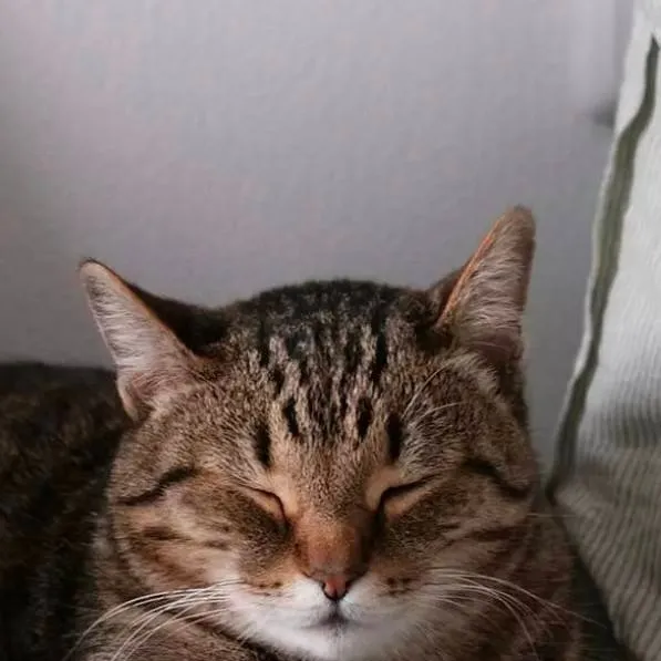 chat with ai character: fpe pickme