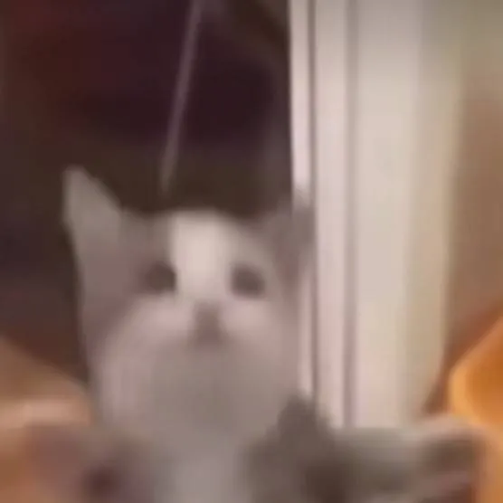 chat with ai character: hapi hapi cat