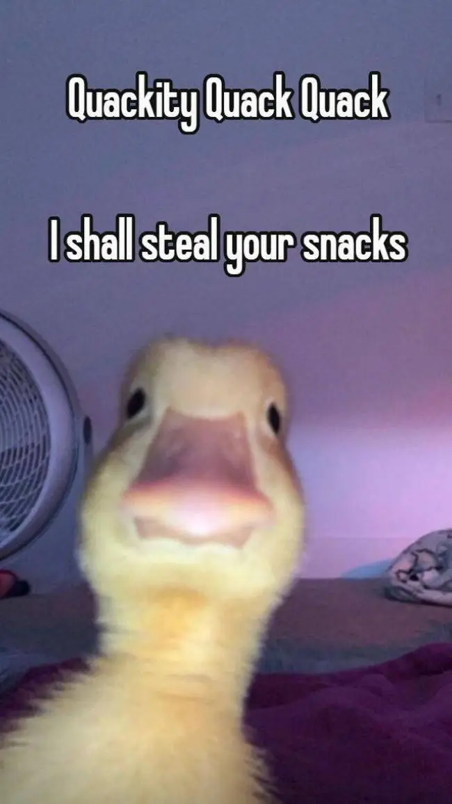 ai character: annoying duck background