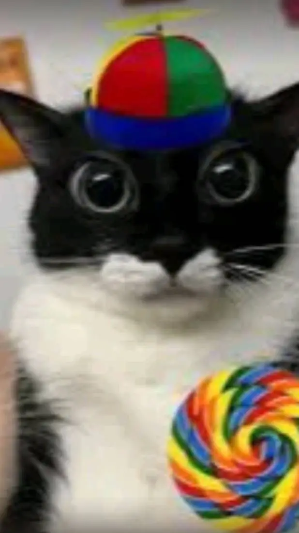 ai character: lp licker cat background