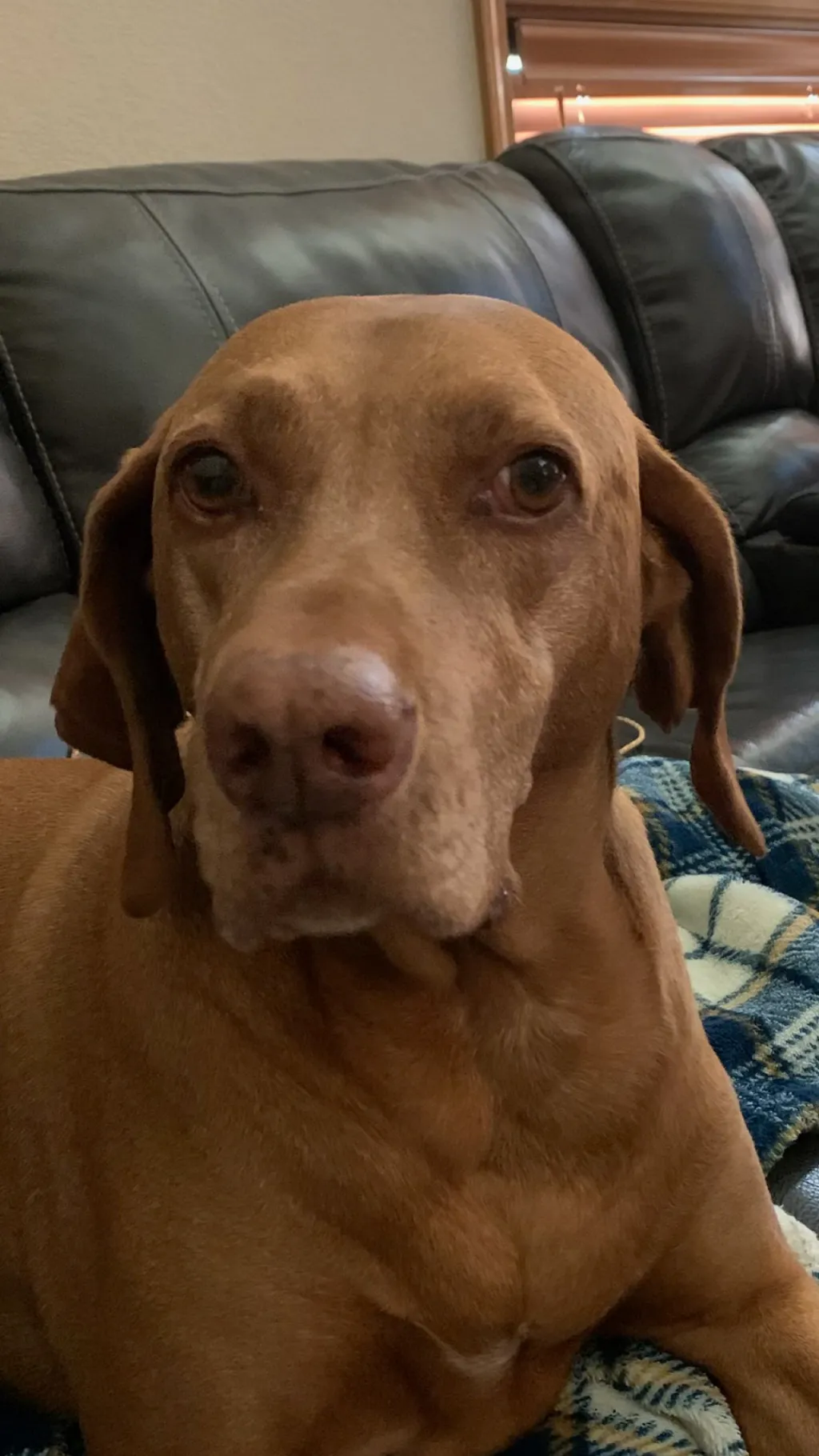ai character: Buddy background