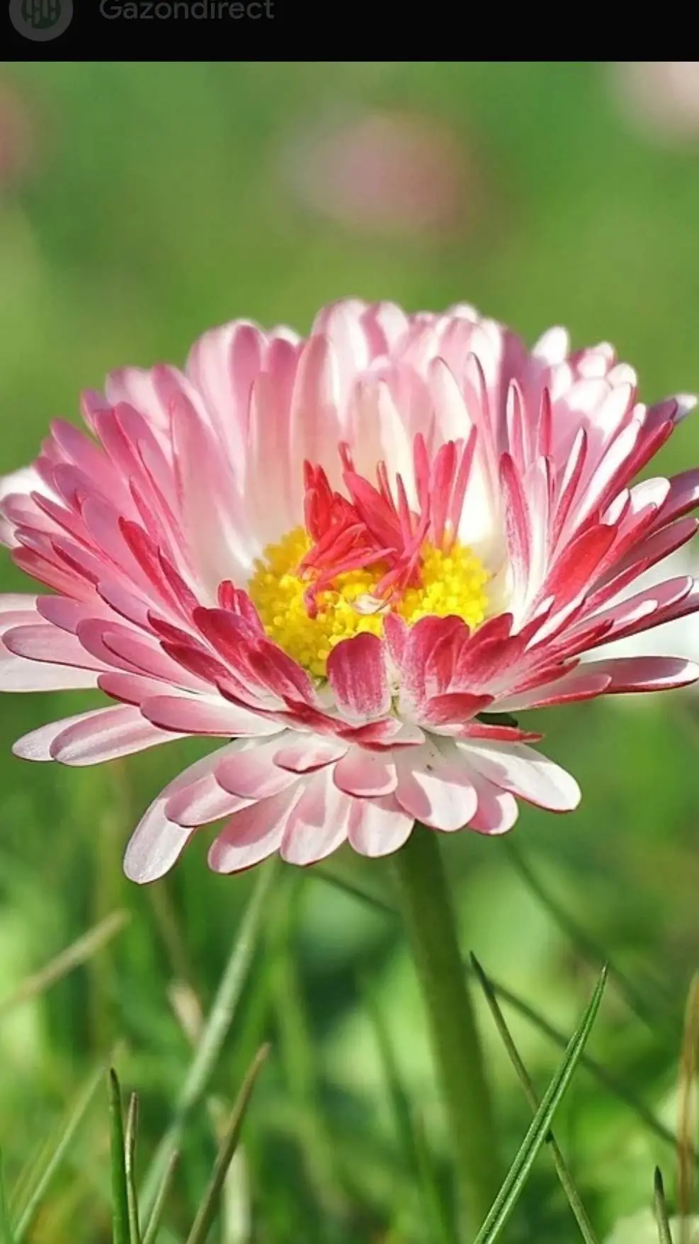 ai character: Joyce et sa bande background