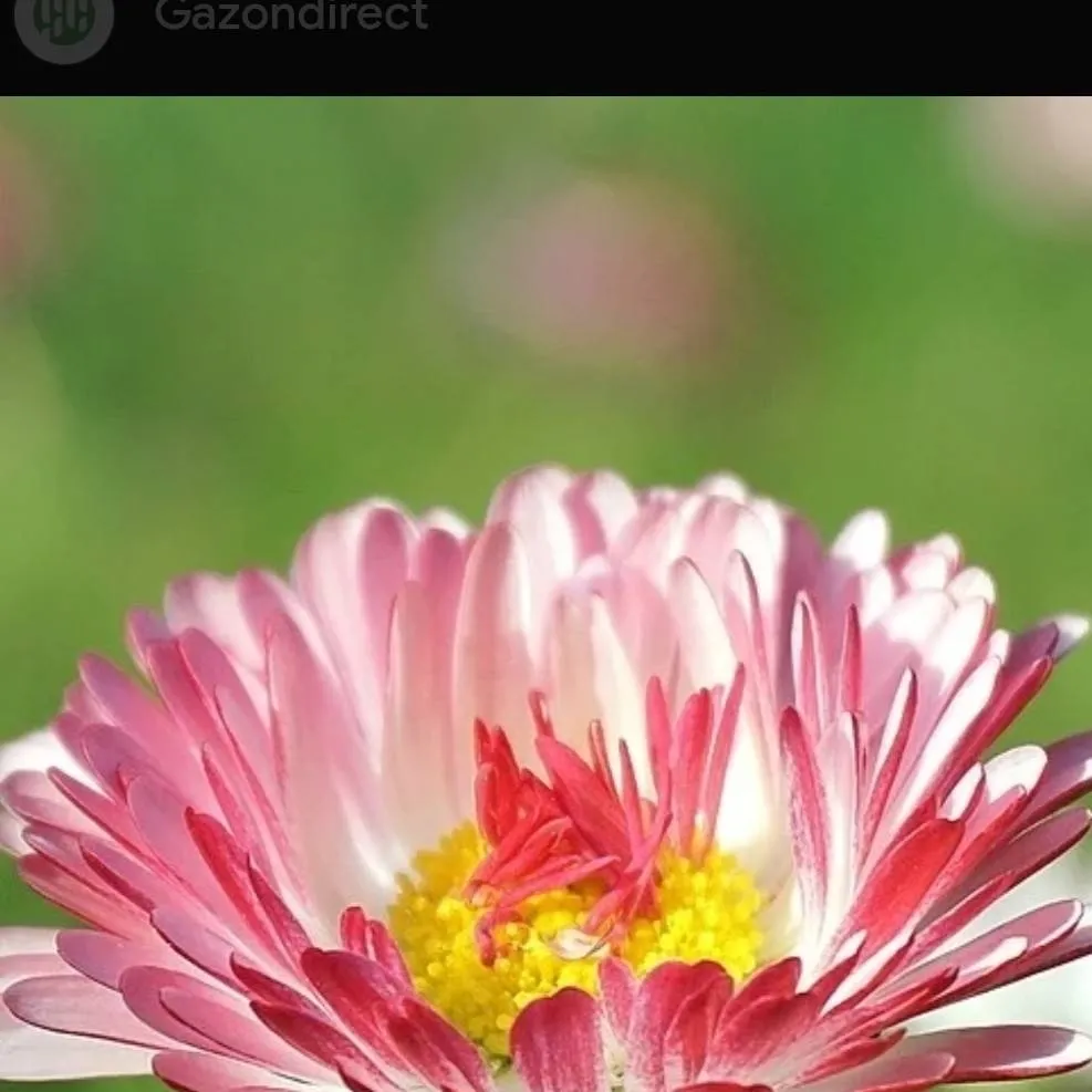 chat with ai character: Joyce et sa bande