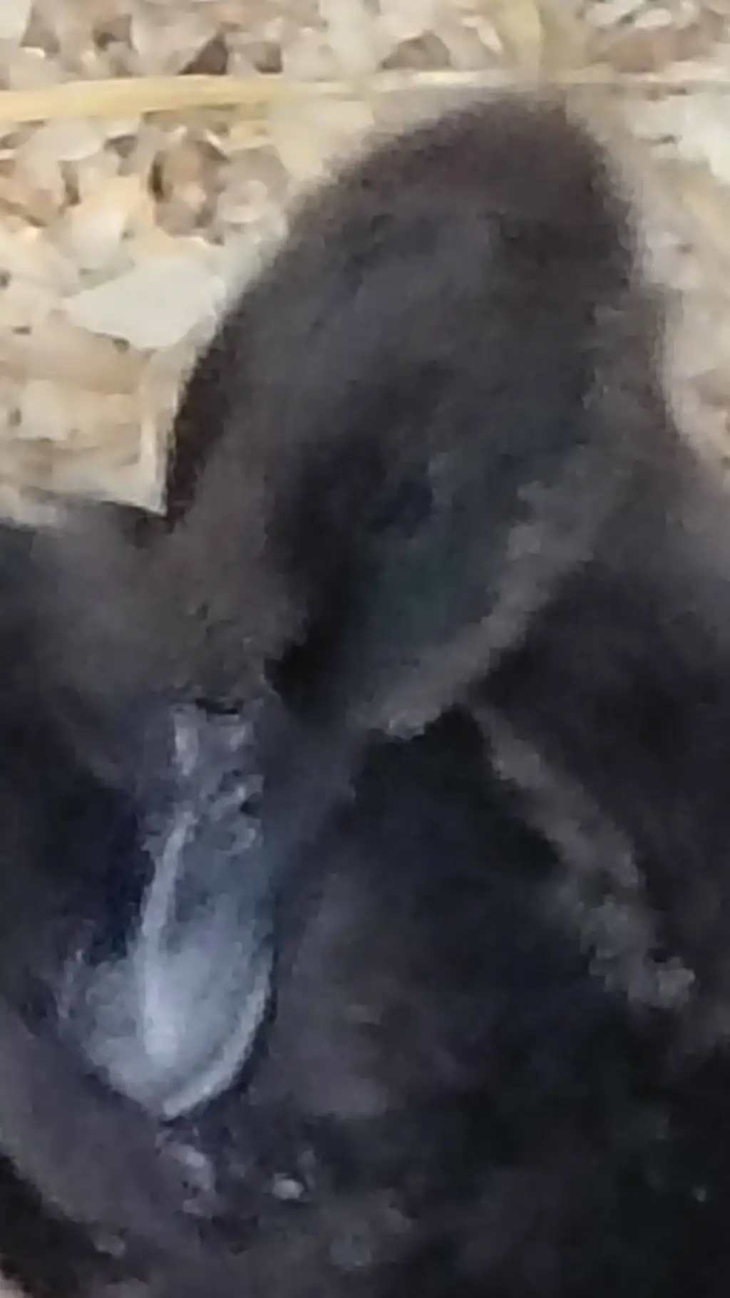 ai character: tokoyami call background