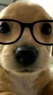 ai character: Dog background