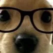 chat with ai character: Dog