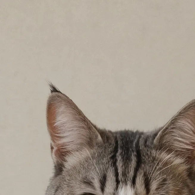 chat with ai character: cat