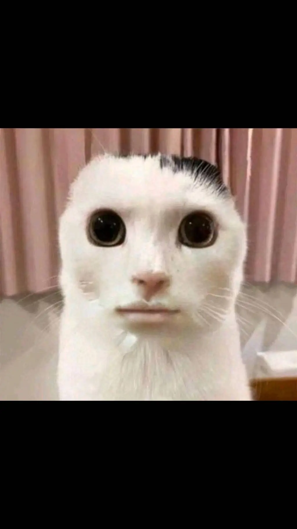 ai character: Cat background