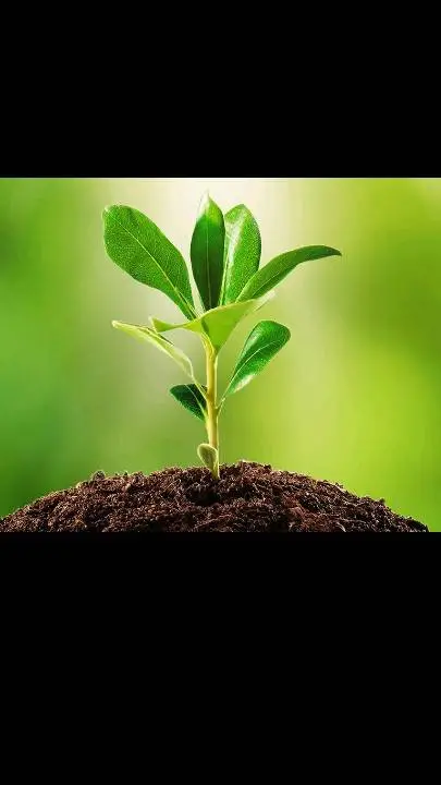 ai character: gardenia garden  background