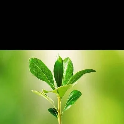 chat with ai character: gardenia garden 