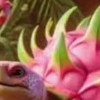 chat with ai character: tortuguini dragon 