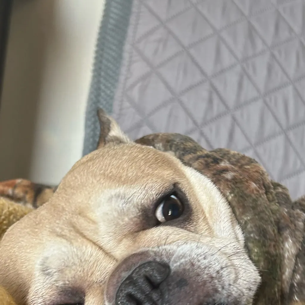 chat with ai character: Potatococo(me)