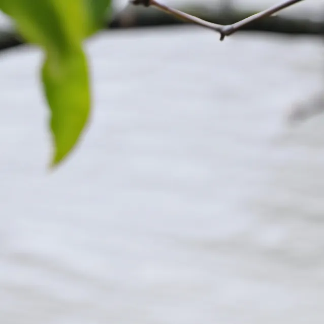 chat with ai character: two birds on wire