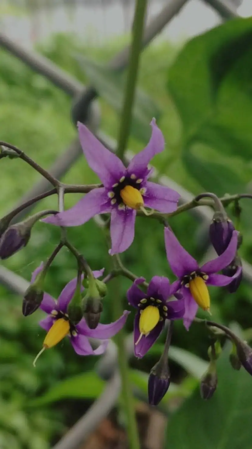 ai character: azure  background