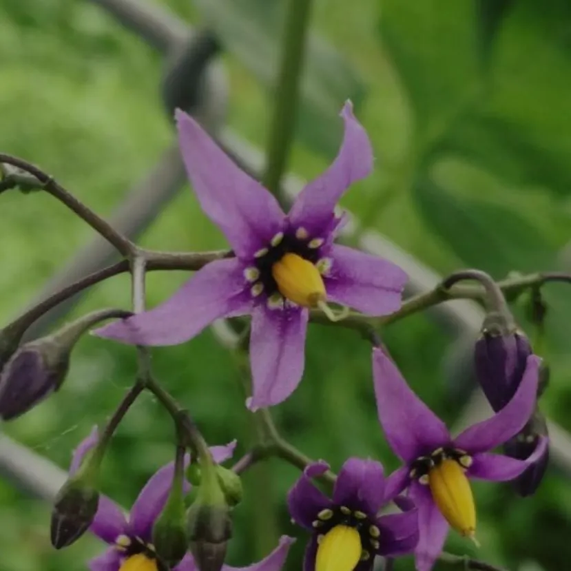 chat with ai character: azure 