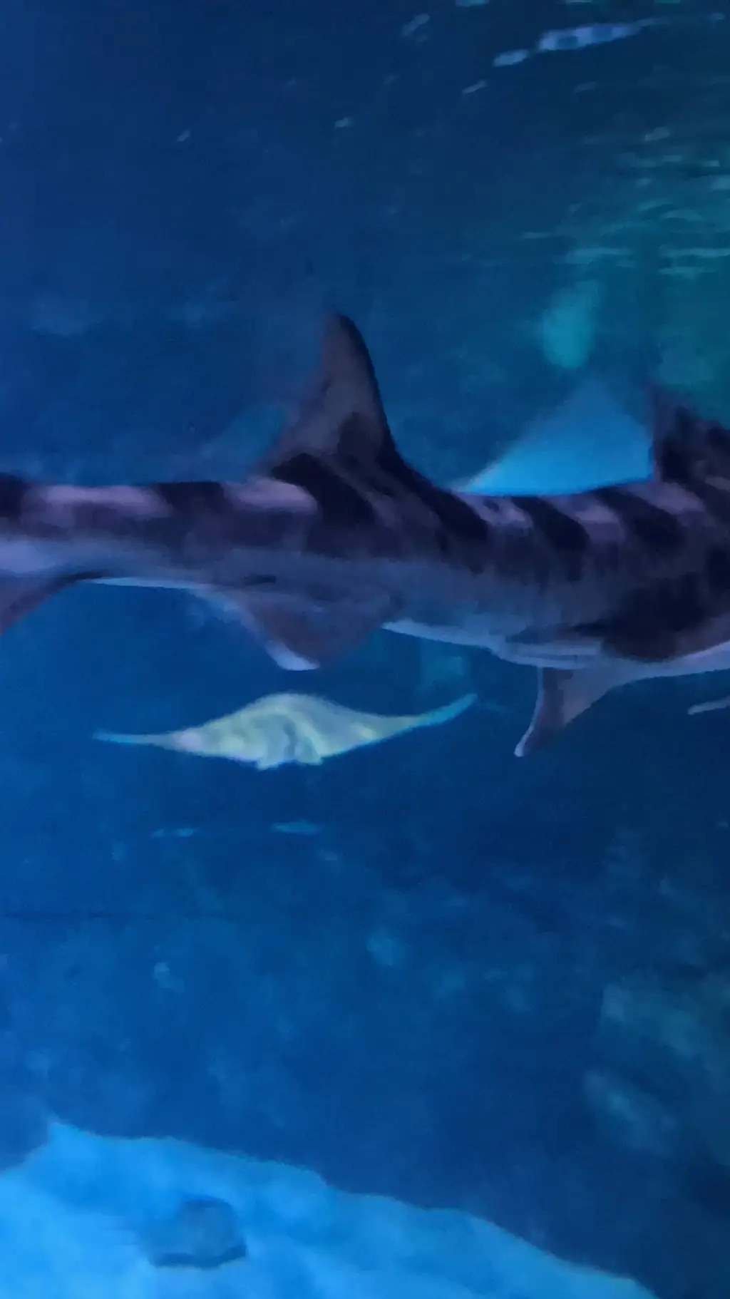 ai character: Shark background